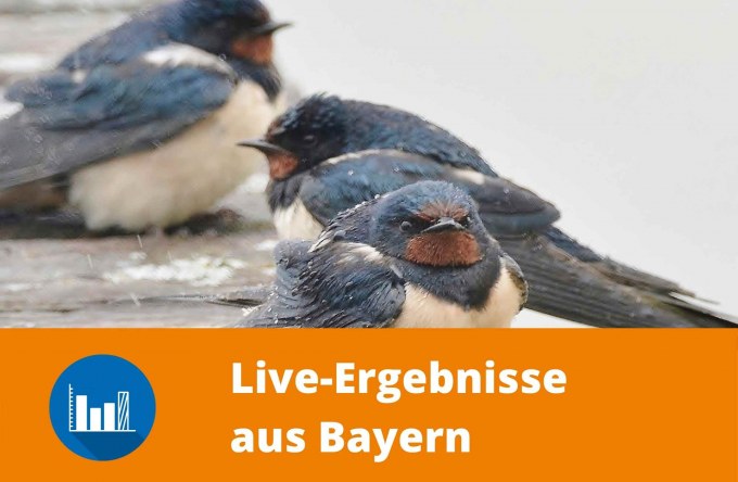 Zählen Sie mit bei der Stunde der Gartenvögel! LBV